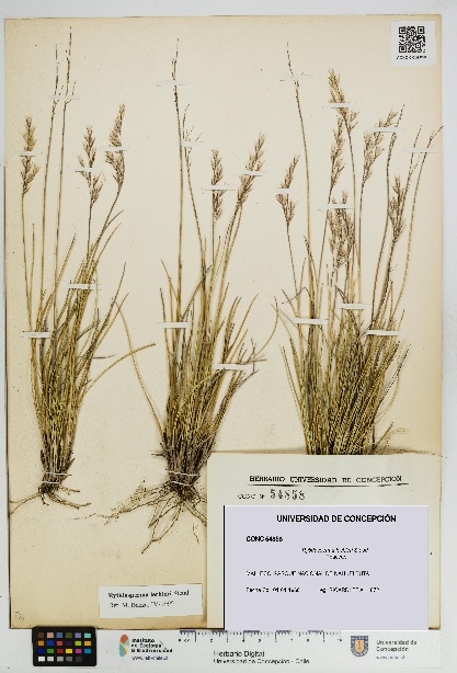 Rytidosperma lechleri [Espécimen: UDEC:CONC:0054858]