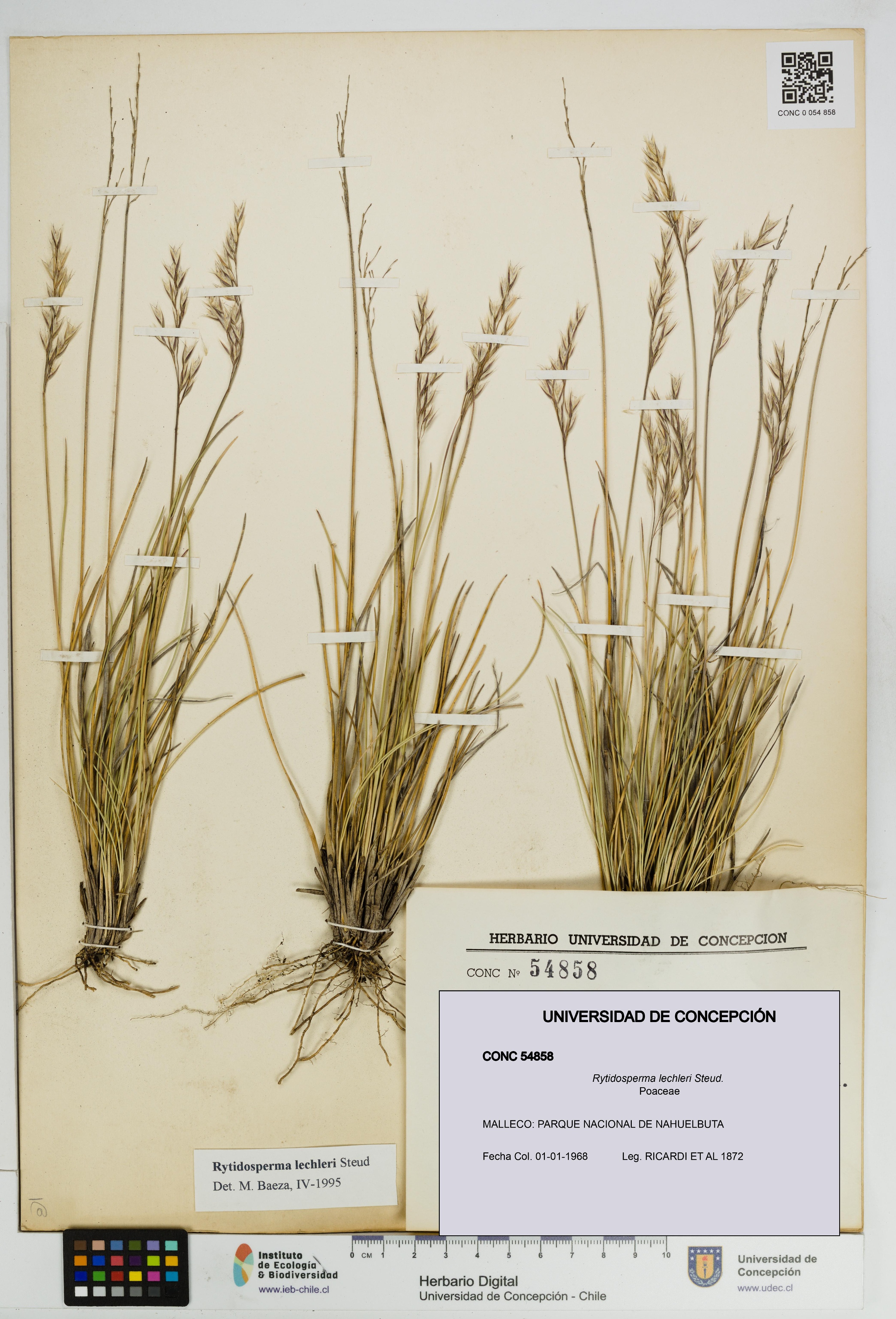 Rytidosperma lechleri [Espécimen: UDEC:CONC:0054858]