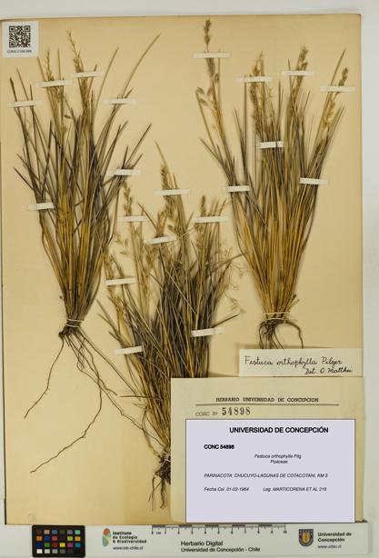 Festuca orthophylla [Espécimen: UDEC:CONC:0054898]