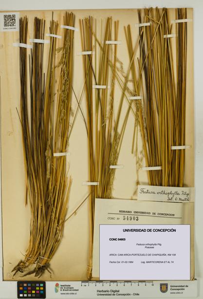 Festuca orthophylla [Espécimen: UDEC:CONC:0054903]