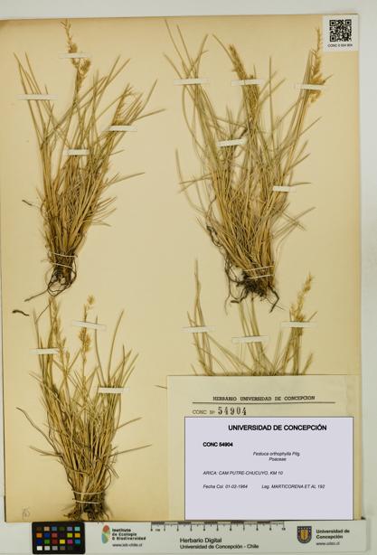 Festuca orthophylla [Espécimen: UDEC:CONC:0054904]