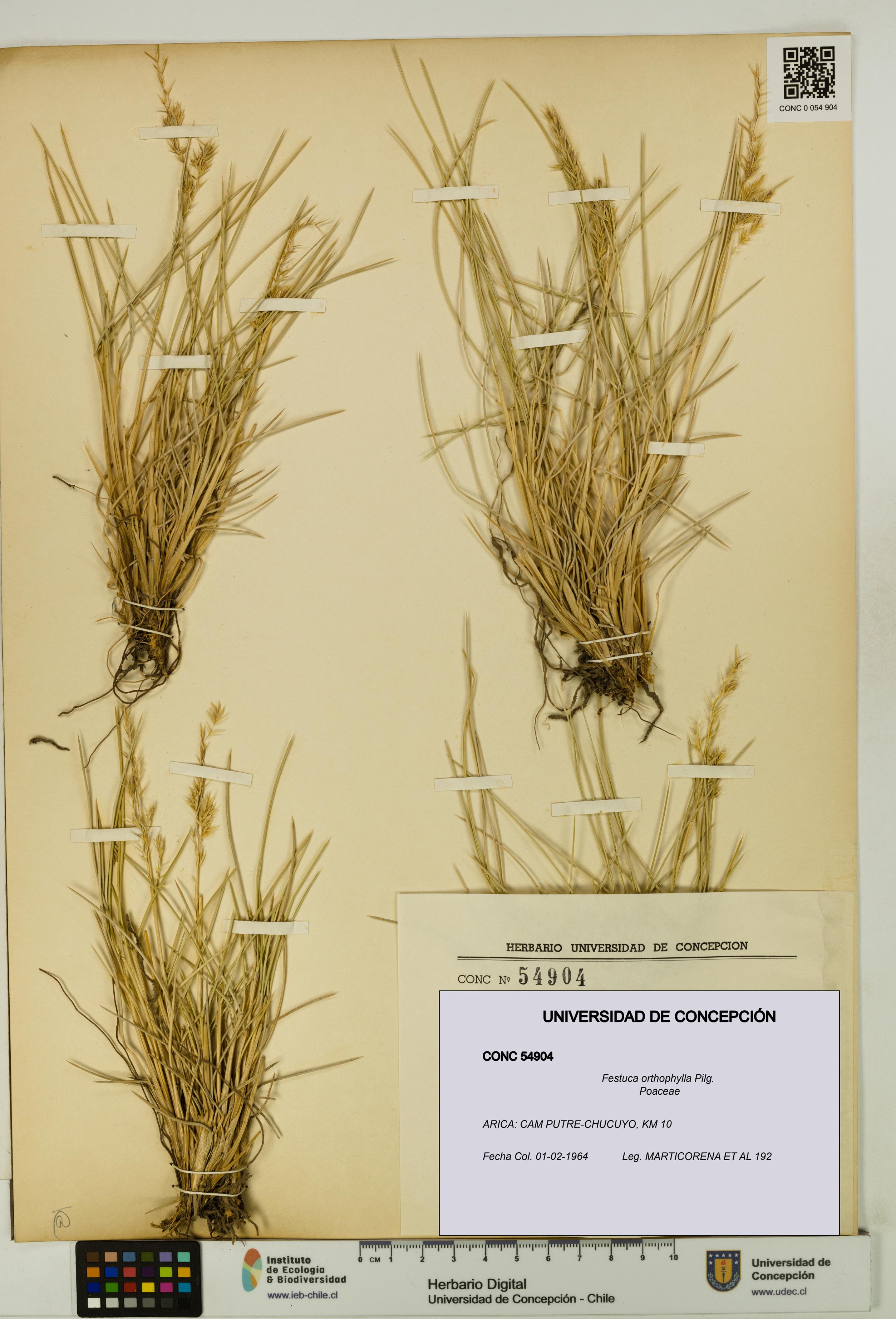 Festuca orthophylla [Espécimen: UDEC:CONC:0054904]