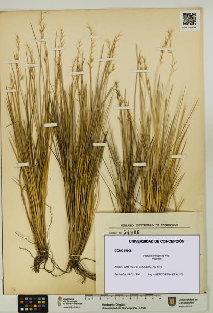 Festuca orthophylla [Espécimen: UDEC:CONC:0054906]