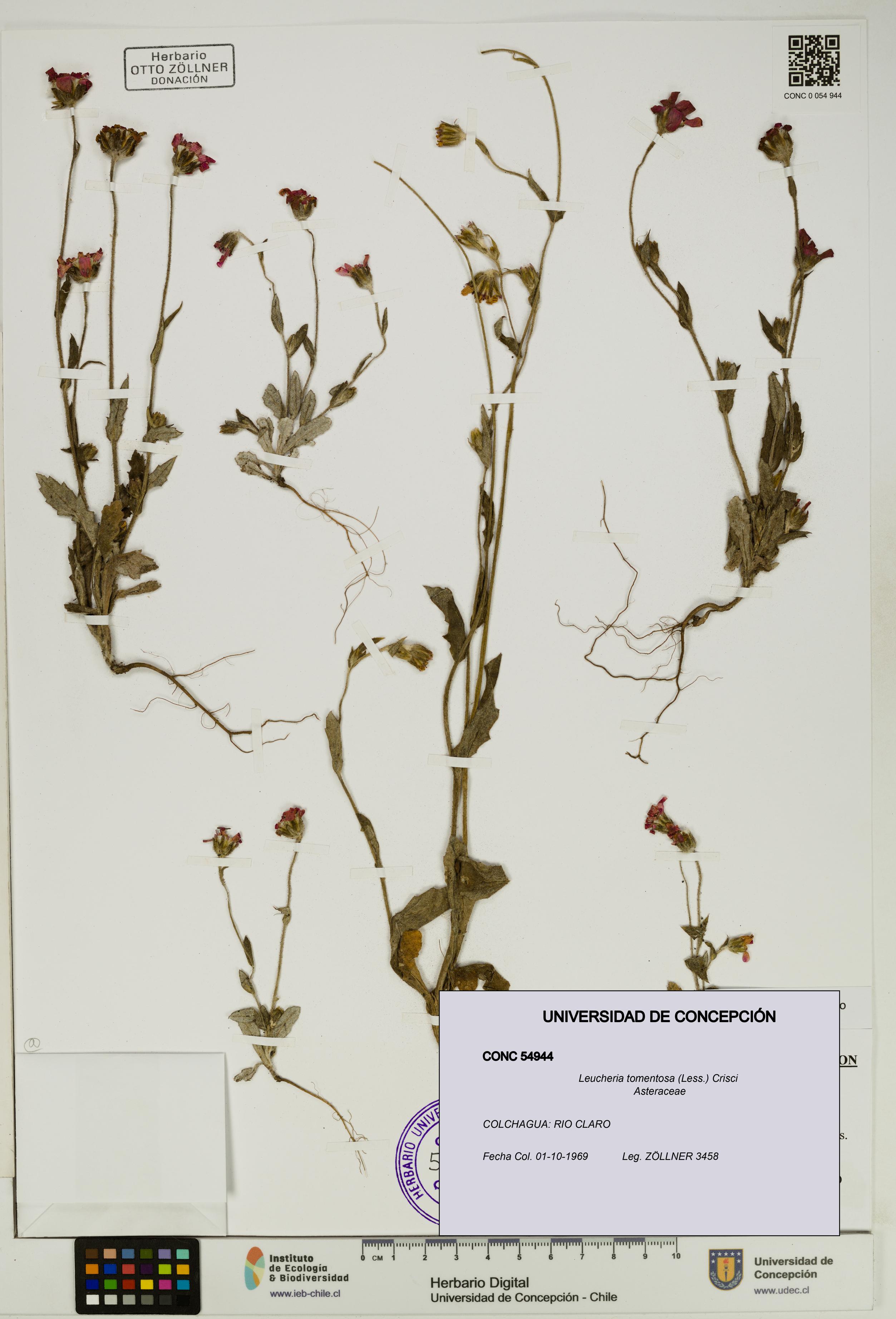 Leucheria tomentosa [Espécimen: UDEC:CONC:0054944]