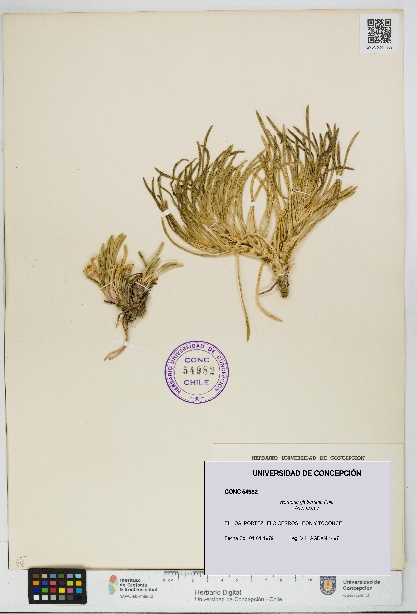 Werneria glaberrima [Espécimen: UDEC:CONC:0054982]