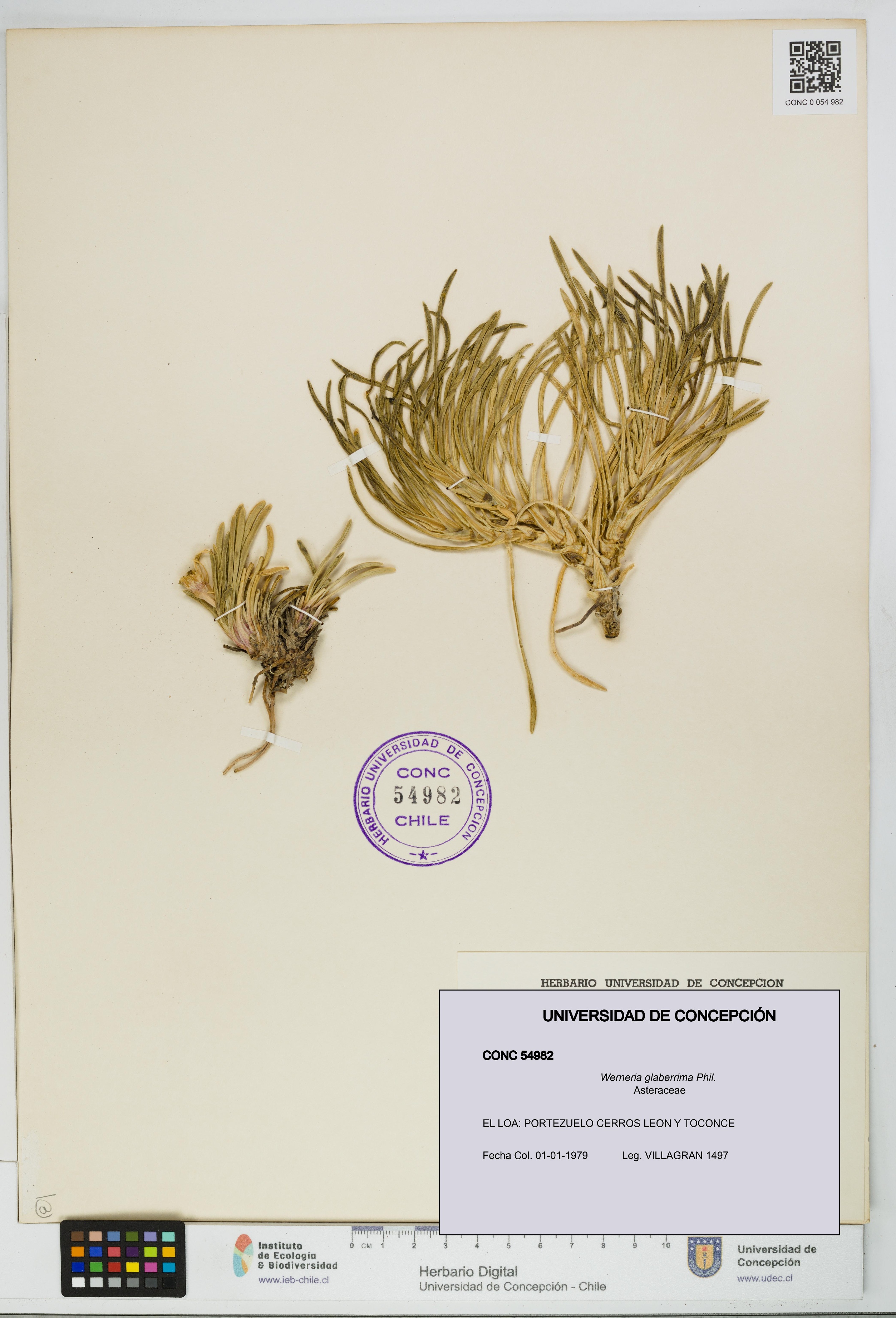 Werneria glaberrima [Espécimen: UDEC:CONC:0054982]