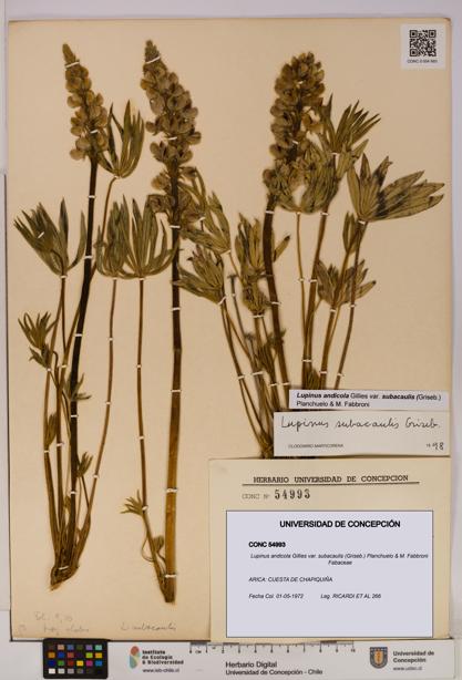 Lupinus andicola var. subacaulis [Espécimen: UDEC:CONC:0054993]