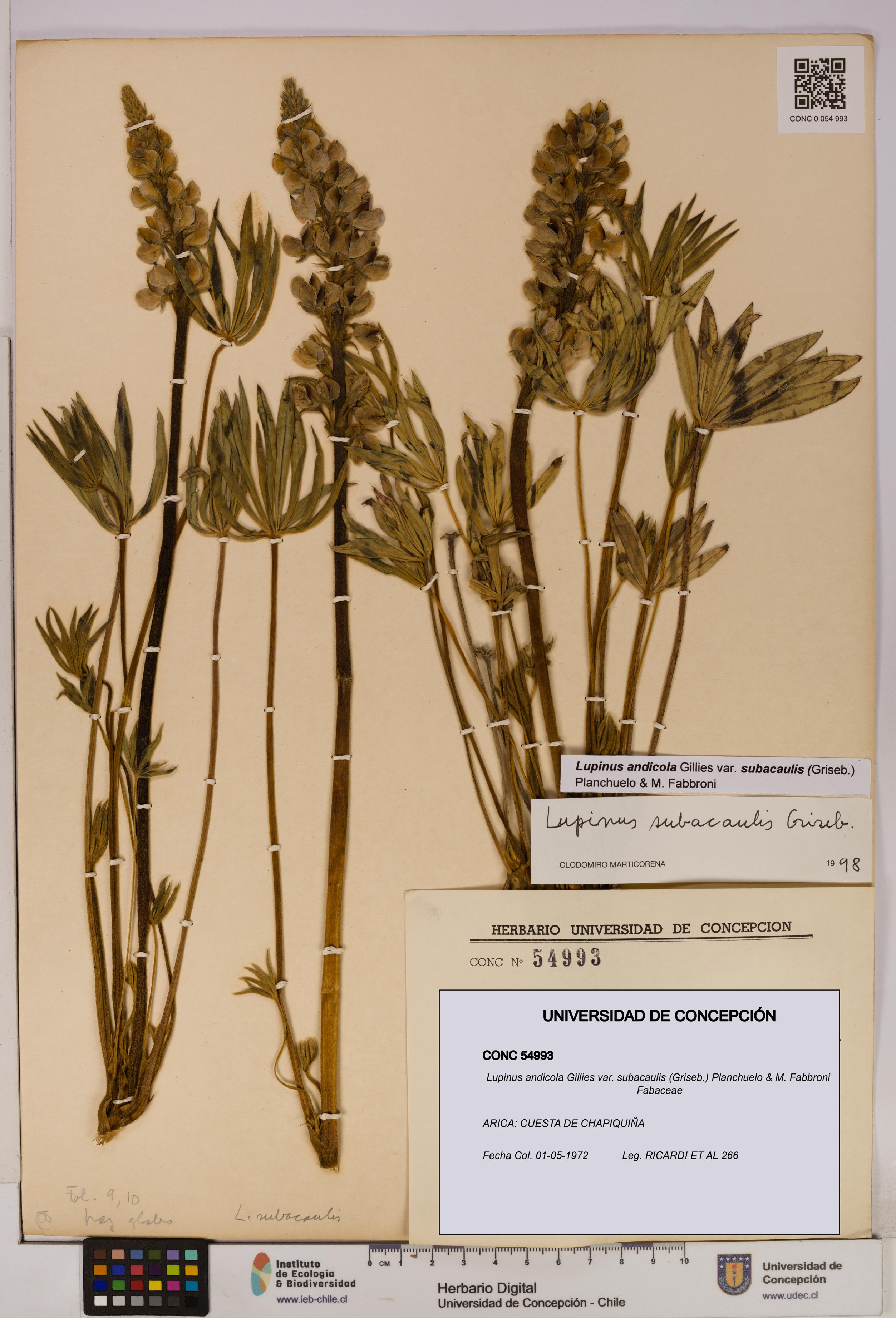 Lupinus andicola var. subacaulis [Espécimen: UDEC:CONC:0054993]