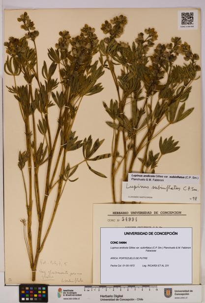 Lupinus andicola [Espécimen: UDEC:CONC:0054994]