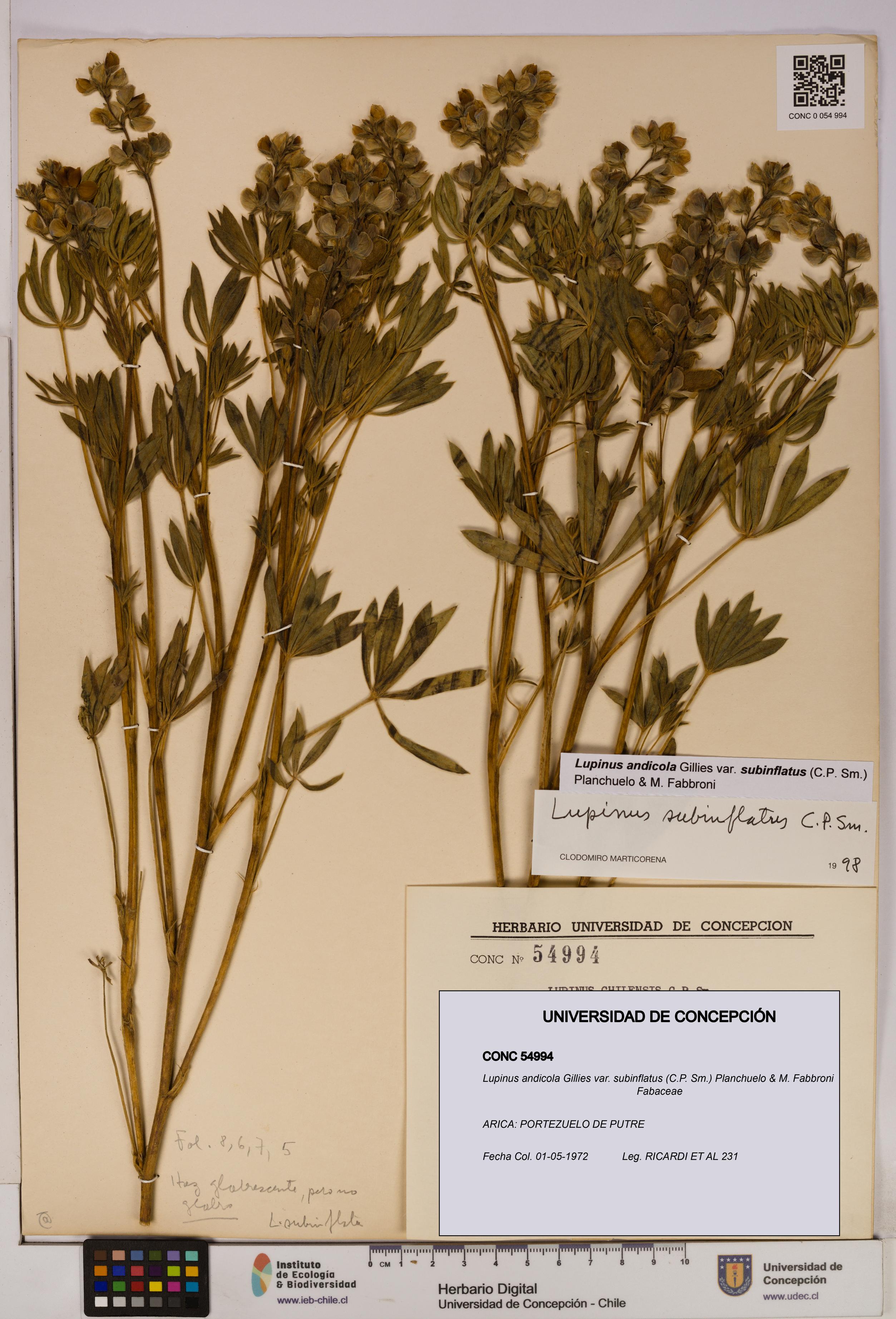 Lupinus andicola [Espécimen: UDEC:CONC:0054994]