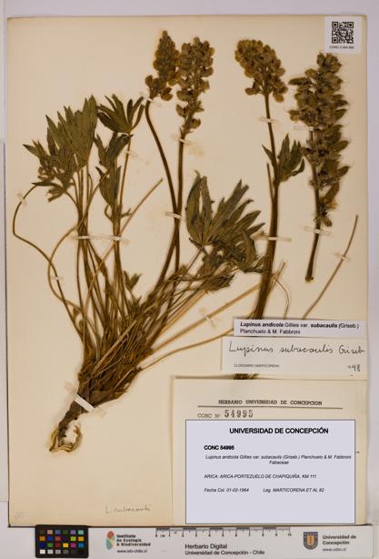 Lupinus andicola var. subacaulis [Espécimen: UDEC:CONC:0054995]