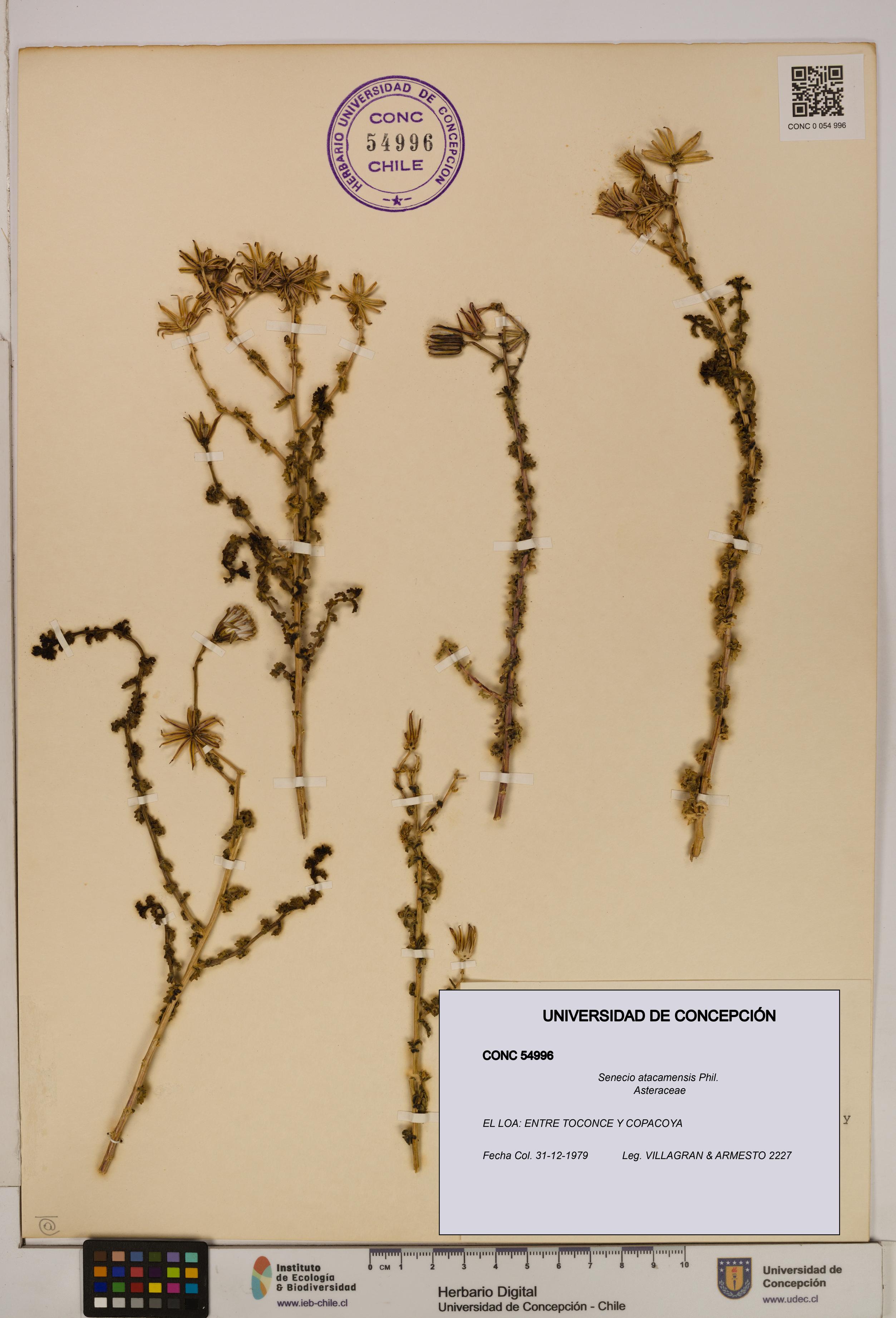 Senecio atacamensis [Espécimen: UDEC:CONC:0054996]