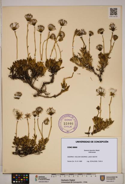 Senecio bipontinii [Espécimen: ]