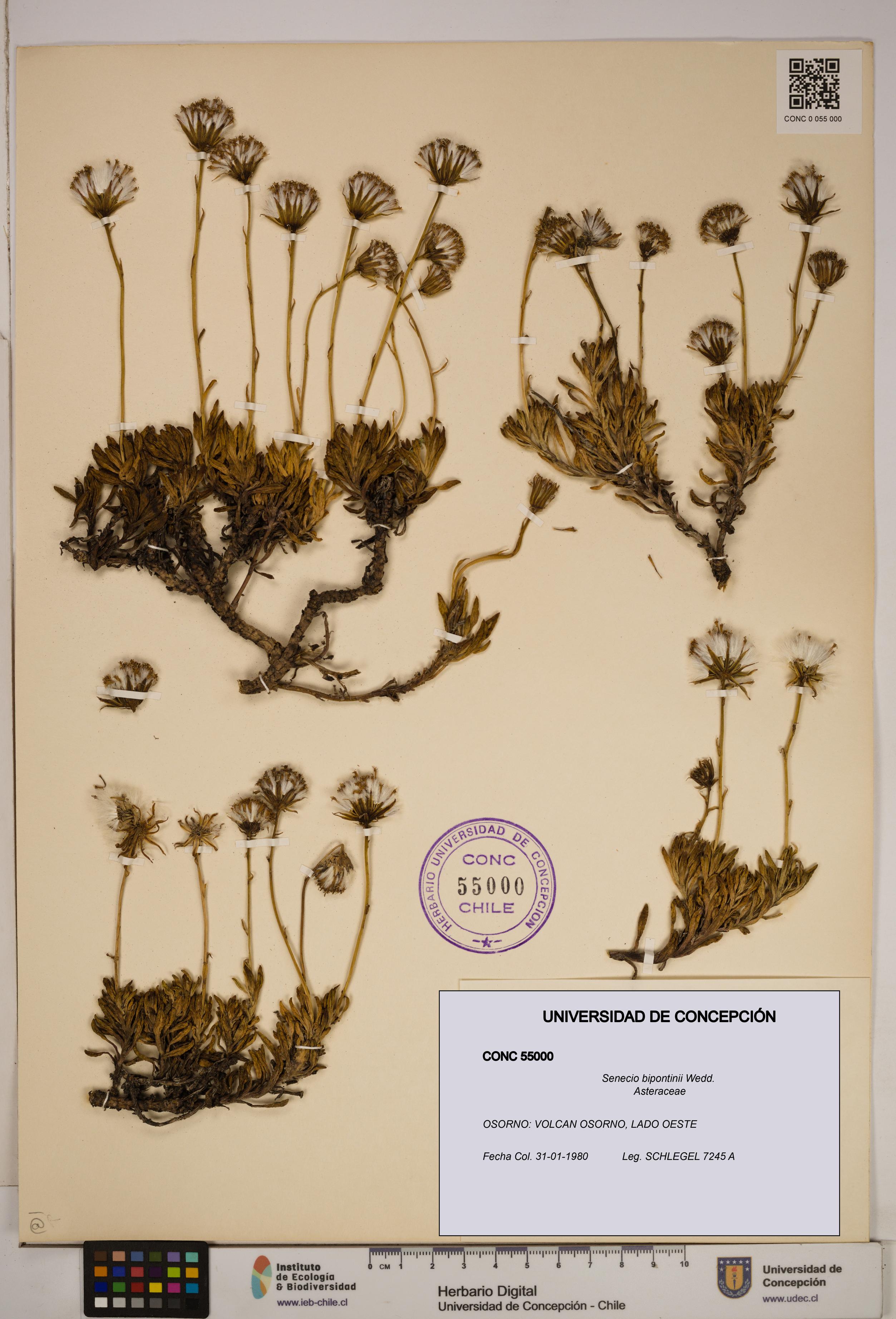 Senecio bipontinii [Espécimen: ]