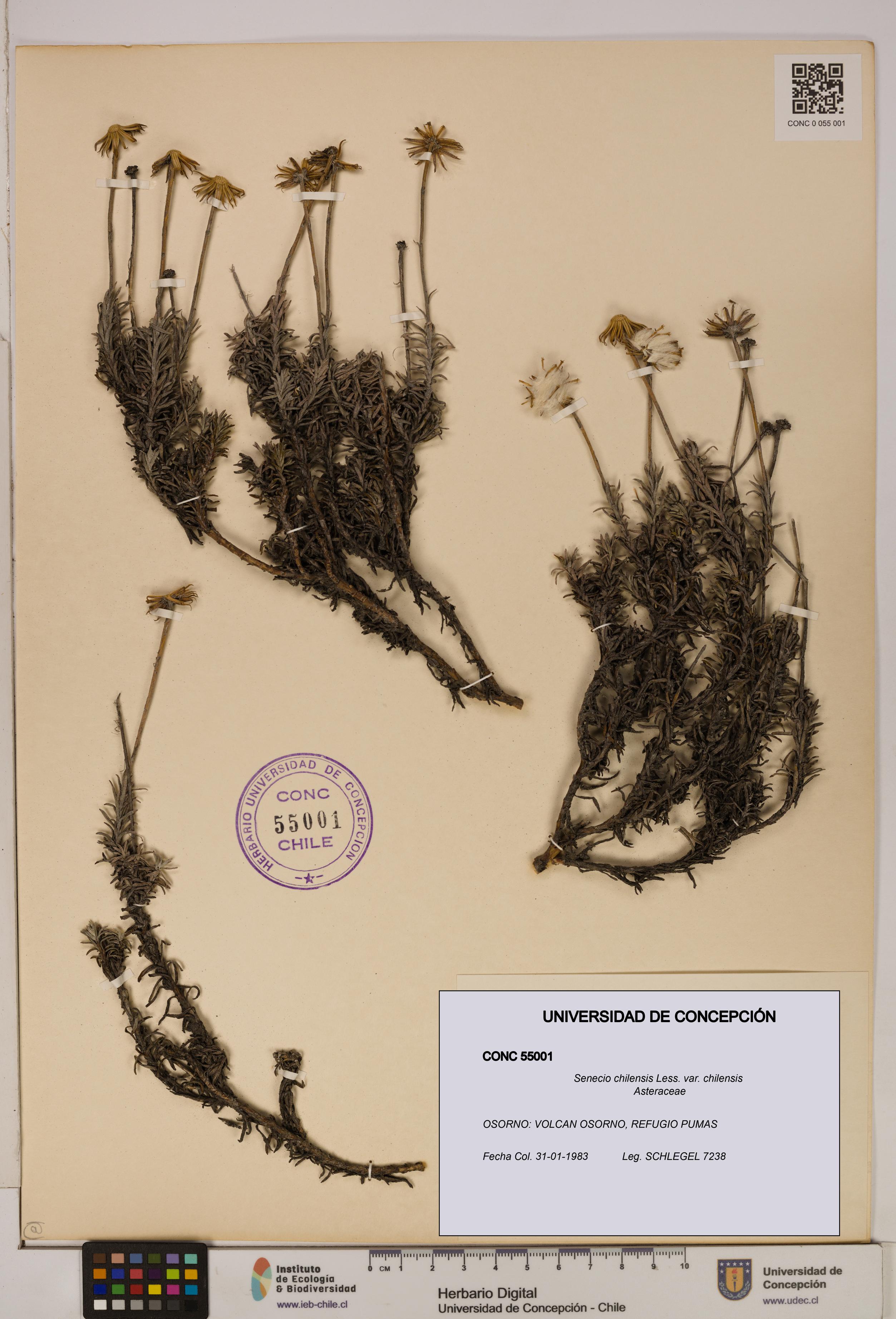 Senecio chilensis var. chilensis [Espécimen: UDEC:CONC:0055001]