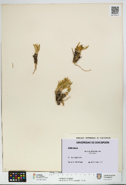 Werneria glaberrima [Espécimen: UDEC:CONC:0055006]