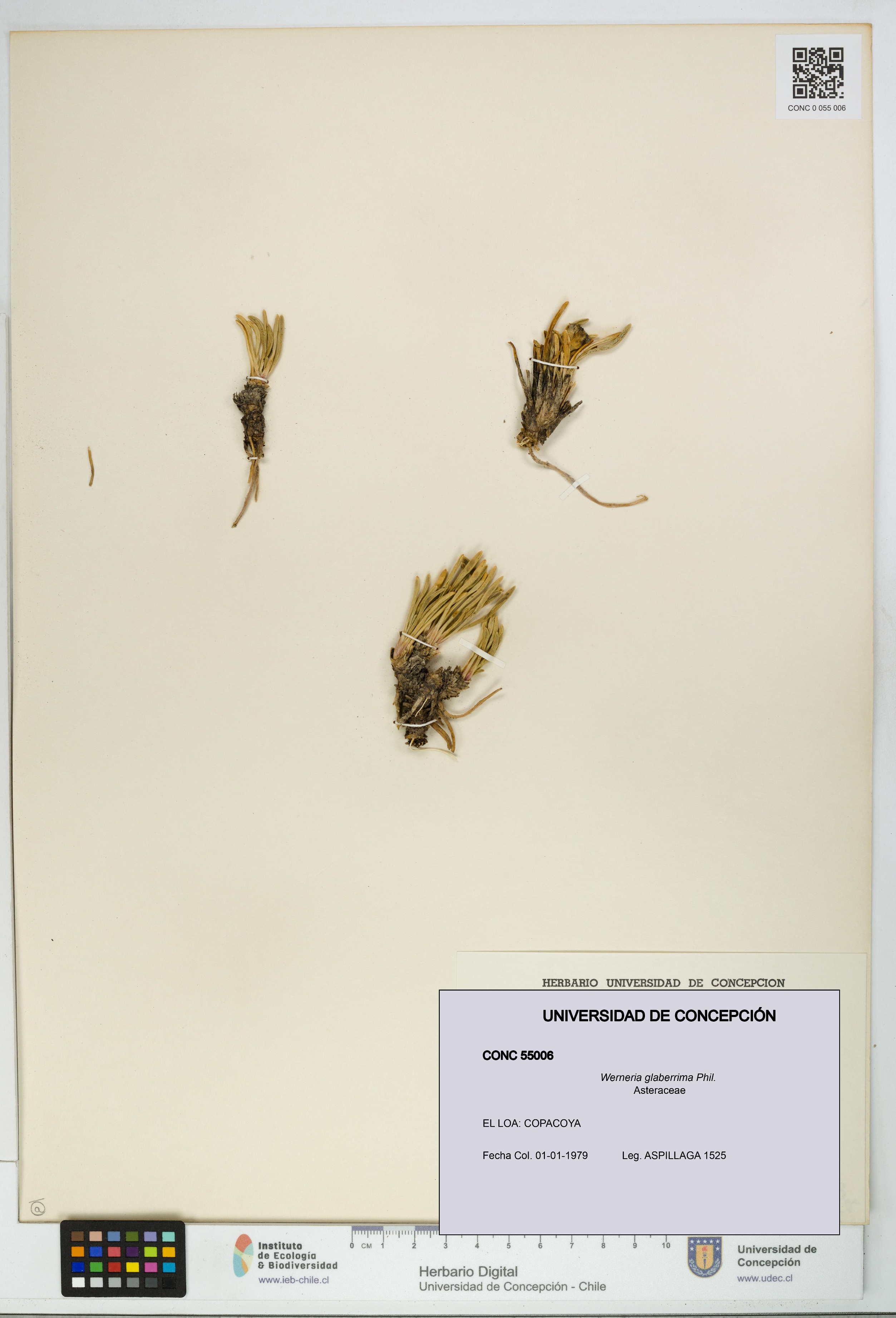 Werneria glaberrima [Espécimen: UDEC:CONC:0055006]