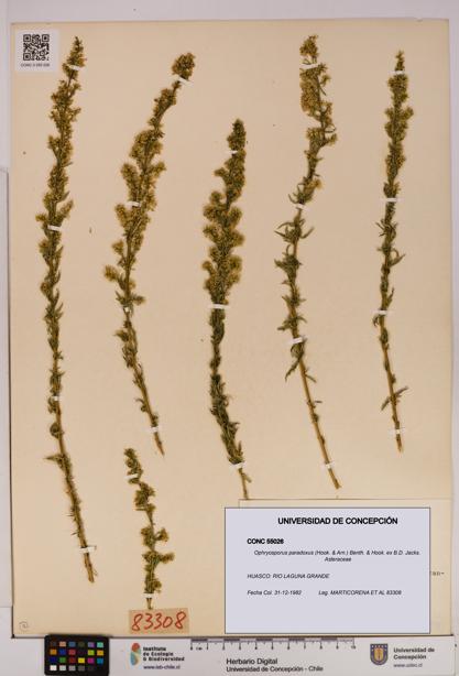 Ophryosporus paradoxus [Espécimen: UDEC:CONC:0055026]