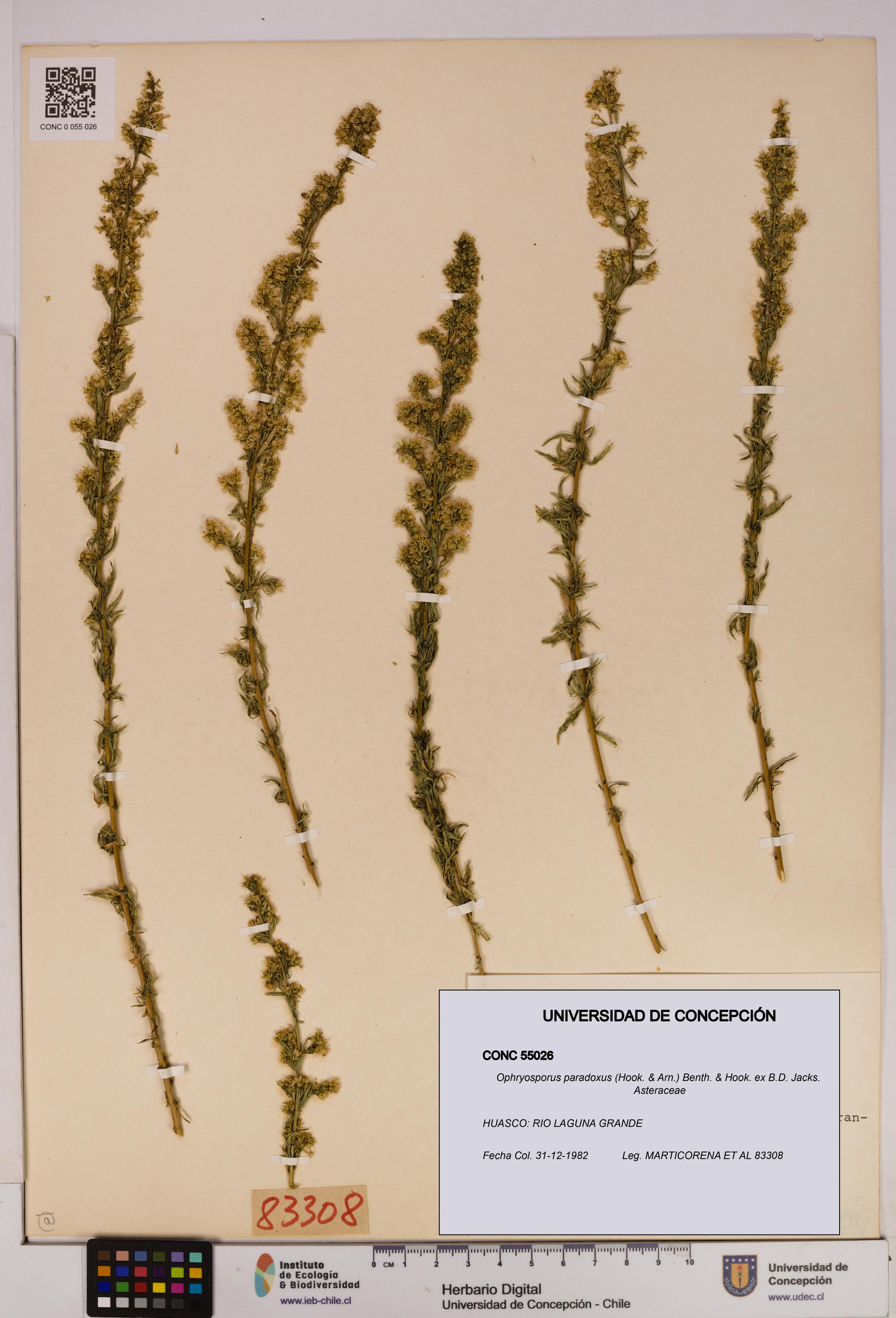 Ophryosporus paradoxus [Espécimen: UDEC:CONC:0055026]