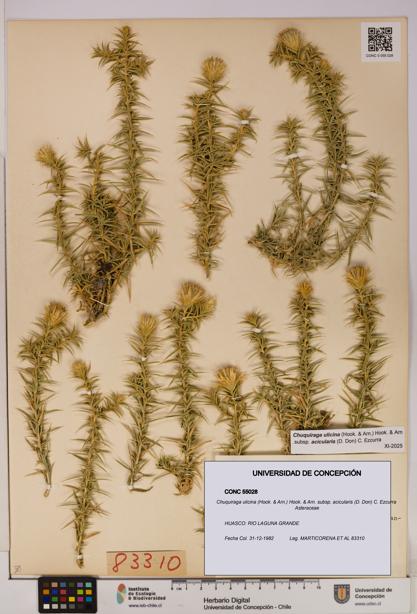 Chuquiraga ulicina [Espécimen: UDEC:CONC:0055028]