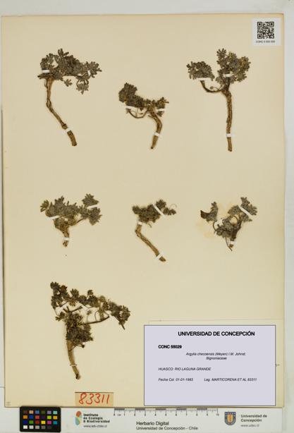 Argylia checoensis [Espécimen: UDEC:CONC:0055029]