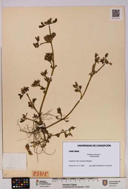 Portulaca oleracea [Espécimen: UDEC:CONC:0055032]