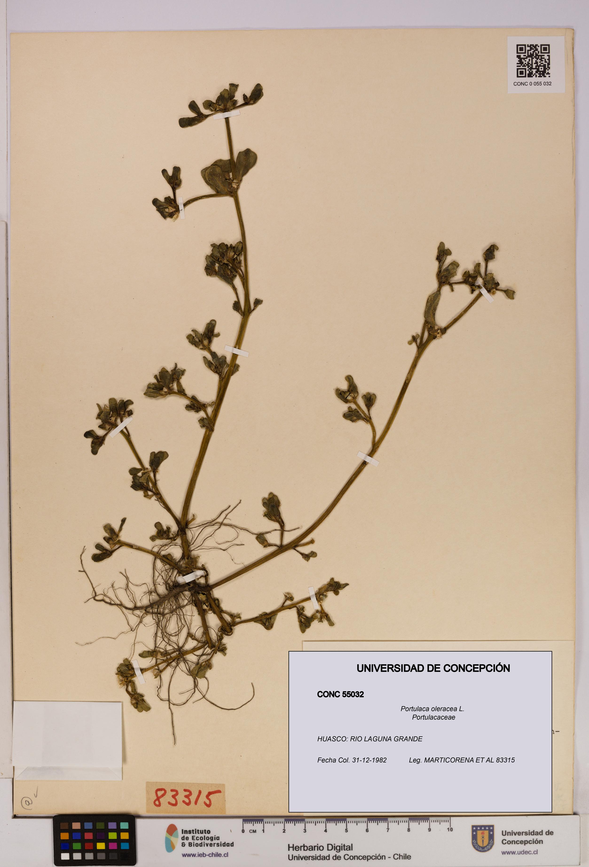 Portulaca oleracea [Espécimen: UDEC:CONC:0055032]