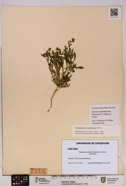 Philippiamra densiflora [Espécimen: ]