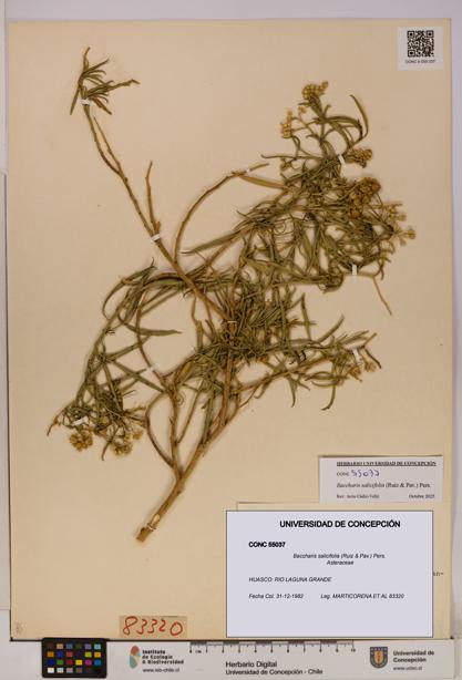 Baccharis salicifolia [Espécimen: UDEC:CONC:0055037]