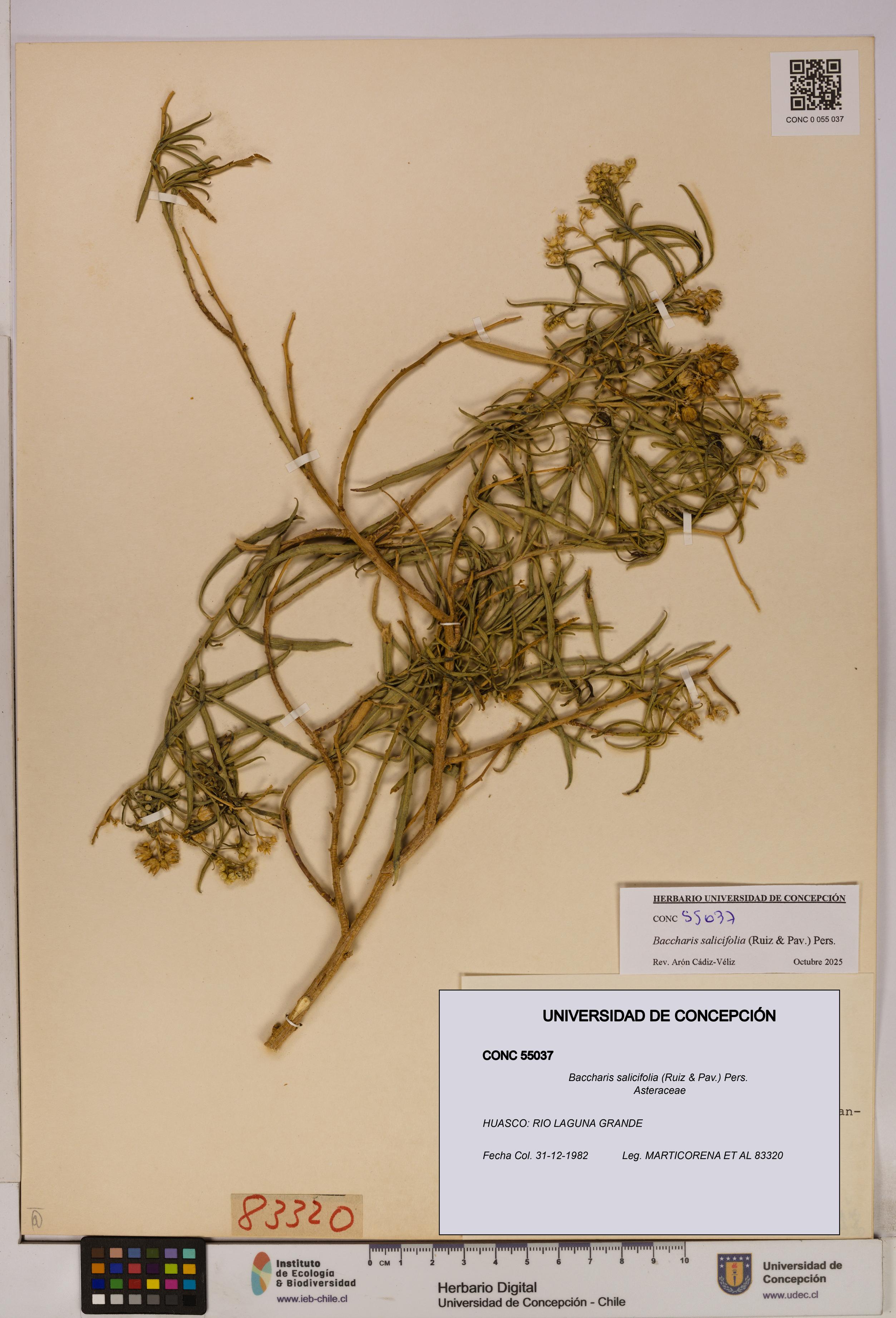 Baccharis salicifolia [Espécimen: UDEC:CONC:0055037]