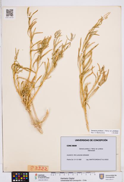 Senecio proteus var. proteus [Espécimen: ]