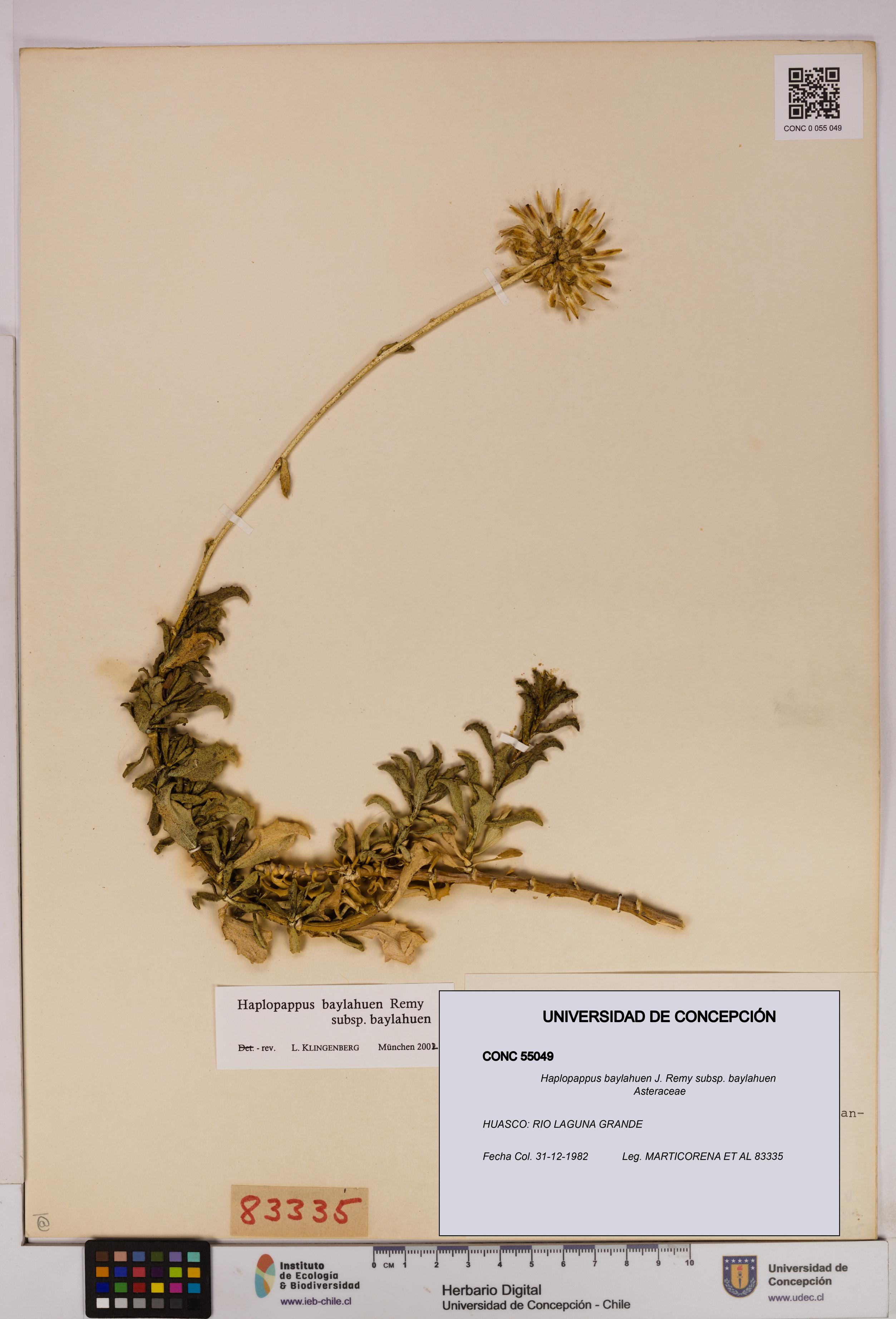 Haplopappus baylahuen subsp. baylahuen [Espécimen: UDEC:CONC:0055049]