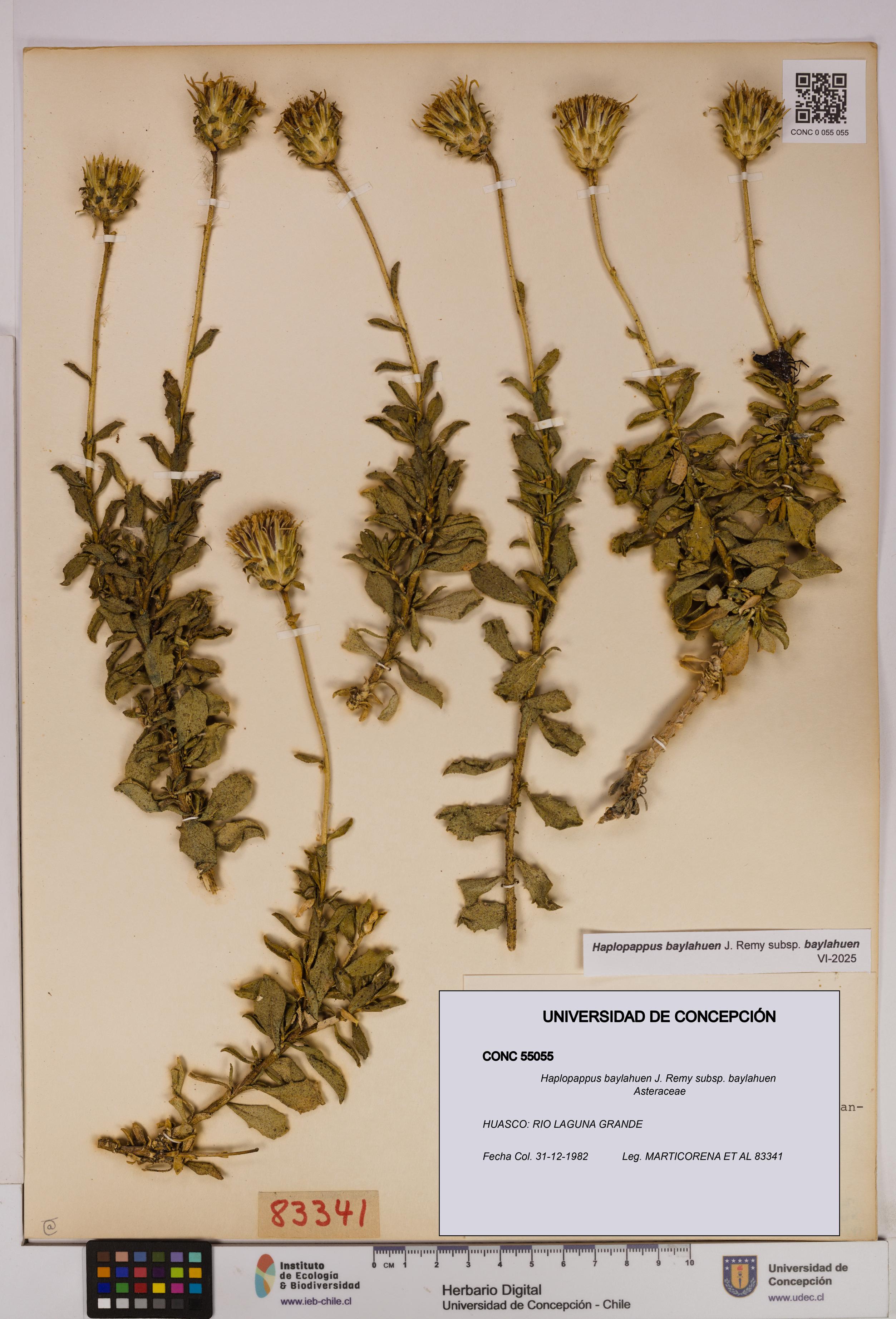Haplopappus baylahuen subsp. baylahuen [Espécimen: UDEC:CONC:0055055]