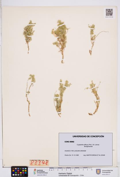 Cryptantha diffusa [Espécimen: ]