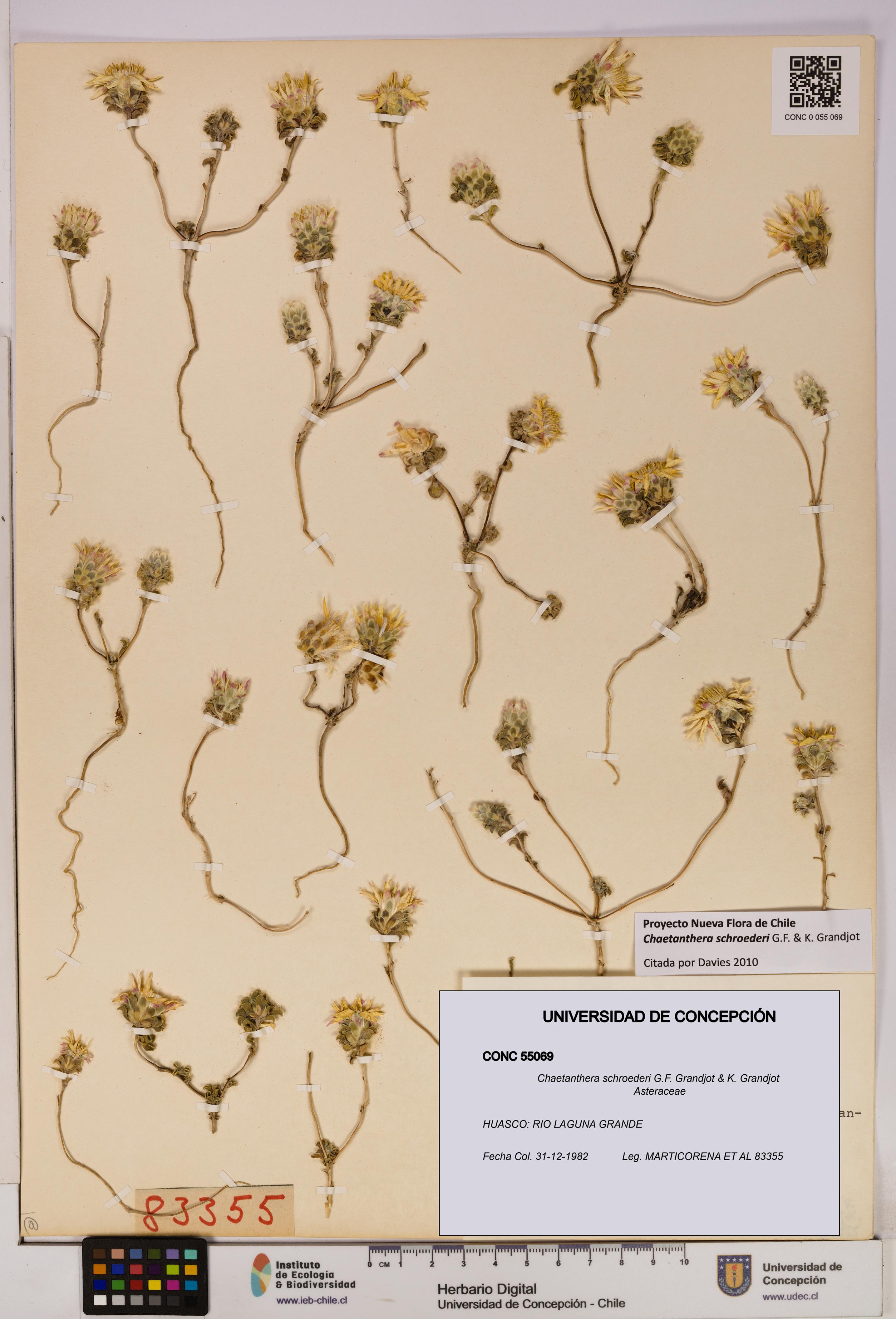 Chaetanthera schroederi [Espécimen: UDEC:CONC:0055069]
