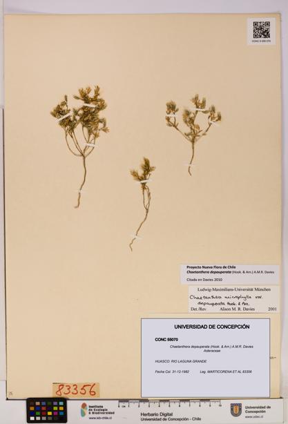 Chaetanthera depauperata [Espécimen: UDEC:CONC:0055070]