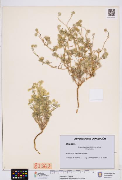 Cryptantha diffusa [Espécimen: ]