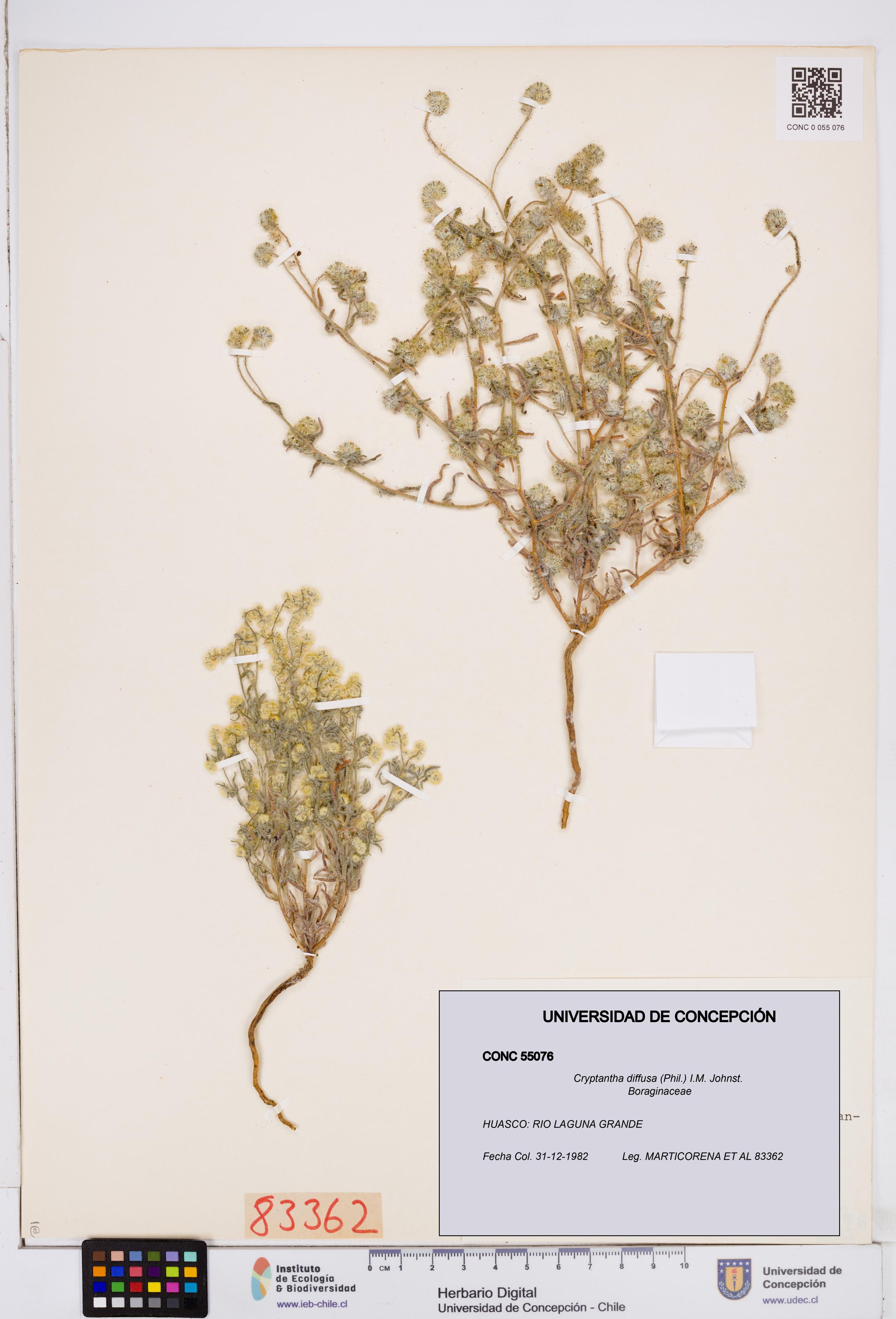 Cryptantha diffusa [Espécimen: ]