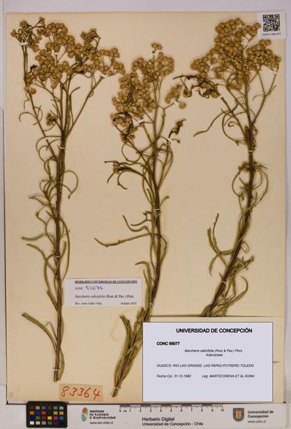 Baccharis salicifolia [Espécimen: UDEC:CONC:0055077]