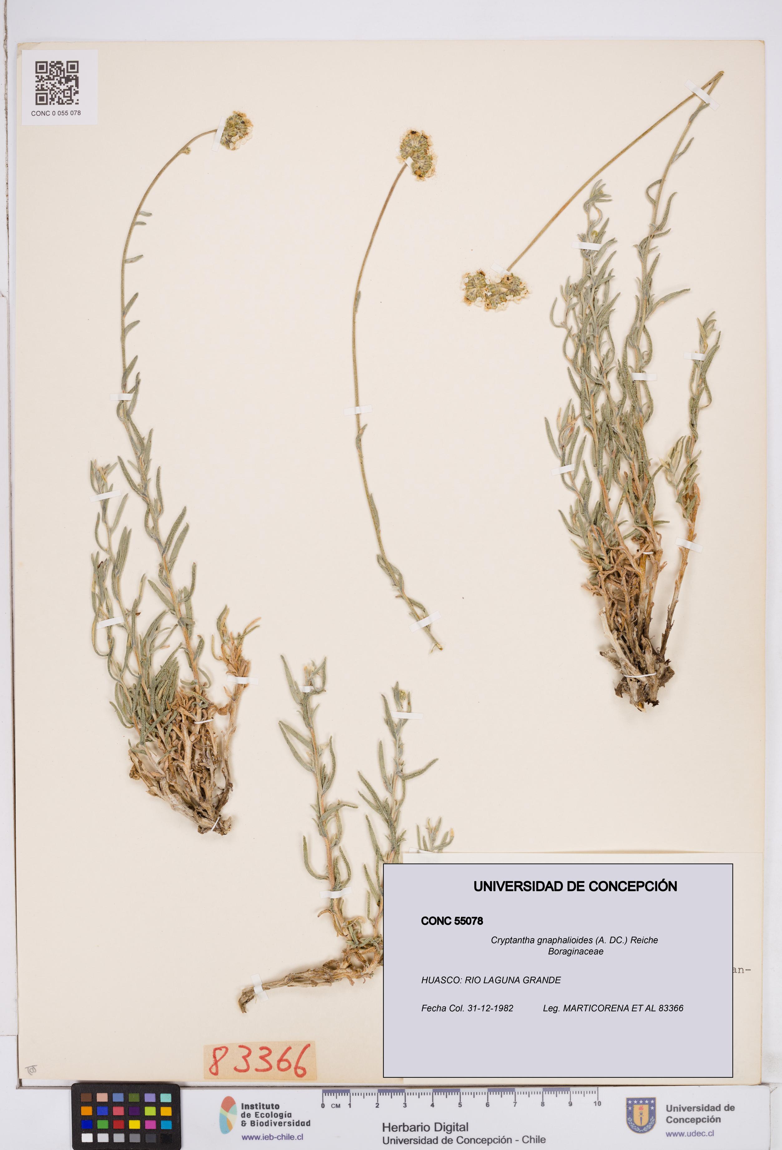 Cryptantha gnaphalioides [Espécimen: ]