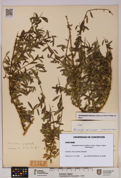 Ochetophila trinervis [Espécimen: UDEC:CONC:0055080]