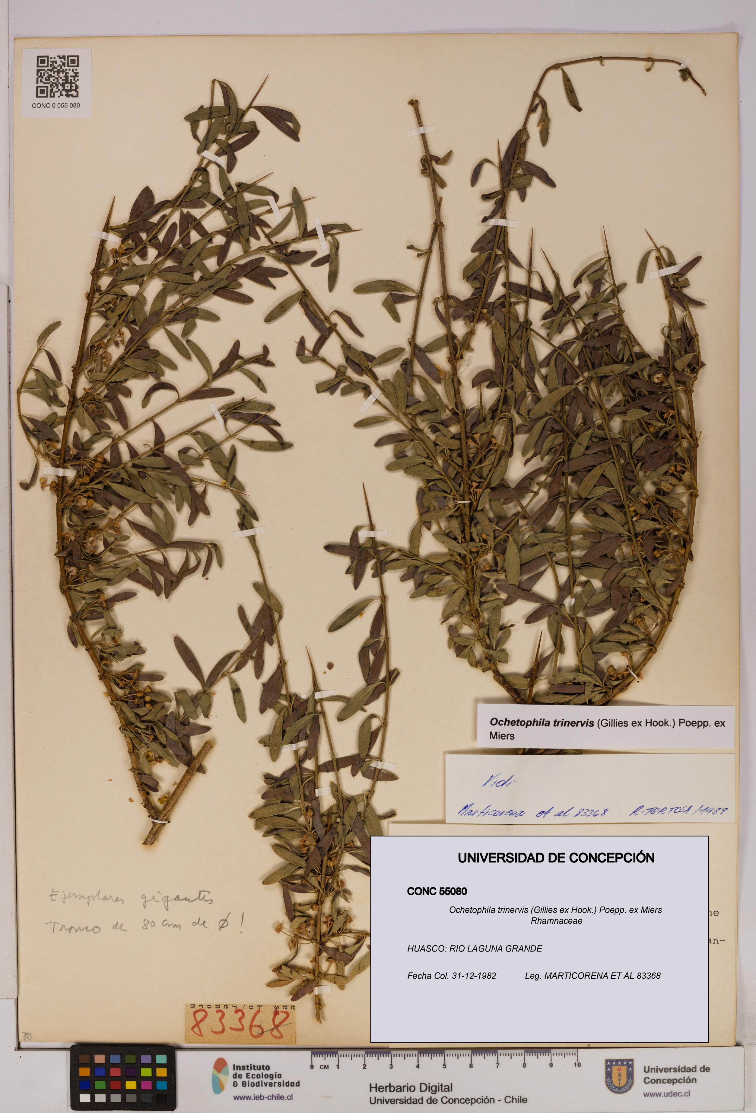 Ochetophila trinervis [Espécimen: UDEC:CONC:0055080]