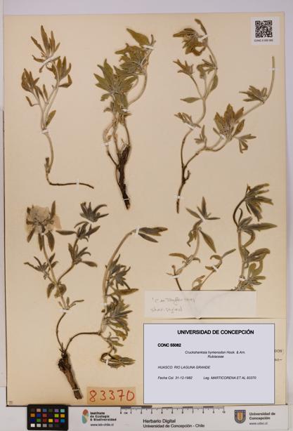 Cruckshanksia hymenodon [Espécimen: UDEC:CONC:0055082]