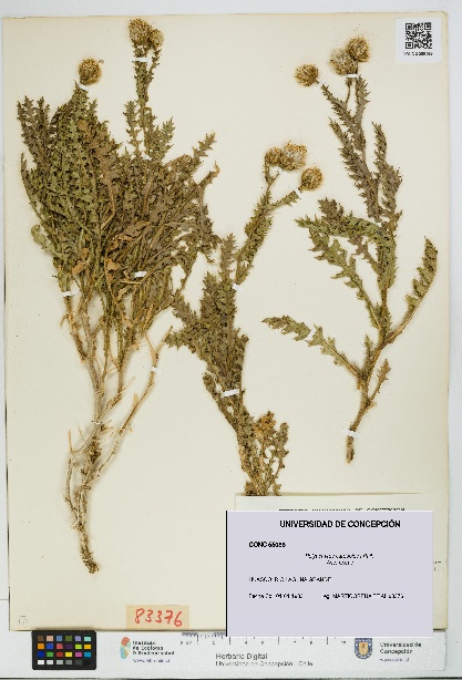 Polyachyrus carduoides [Espécimen: UDEC:CONC:0055088]