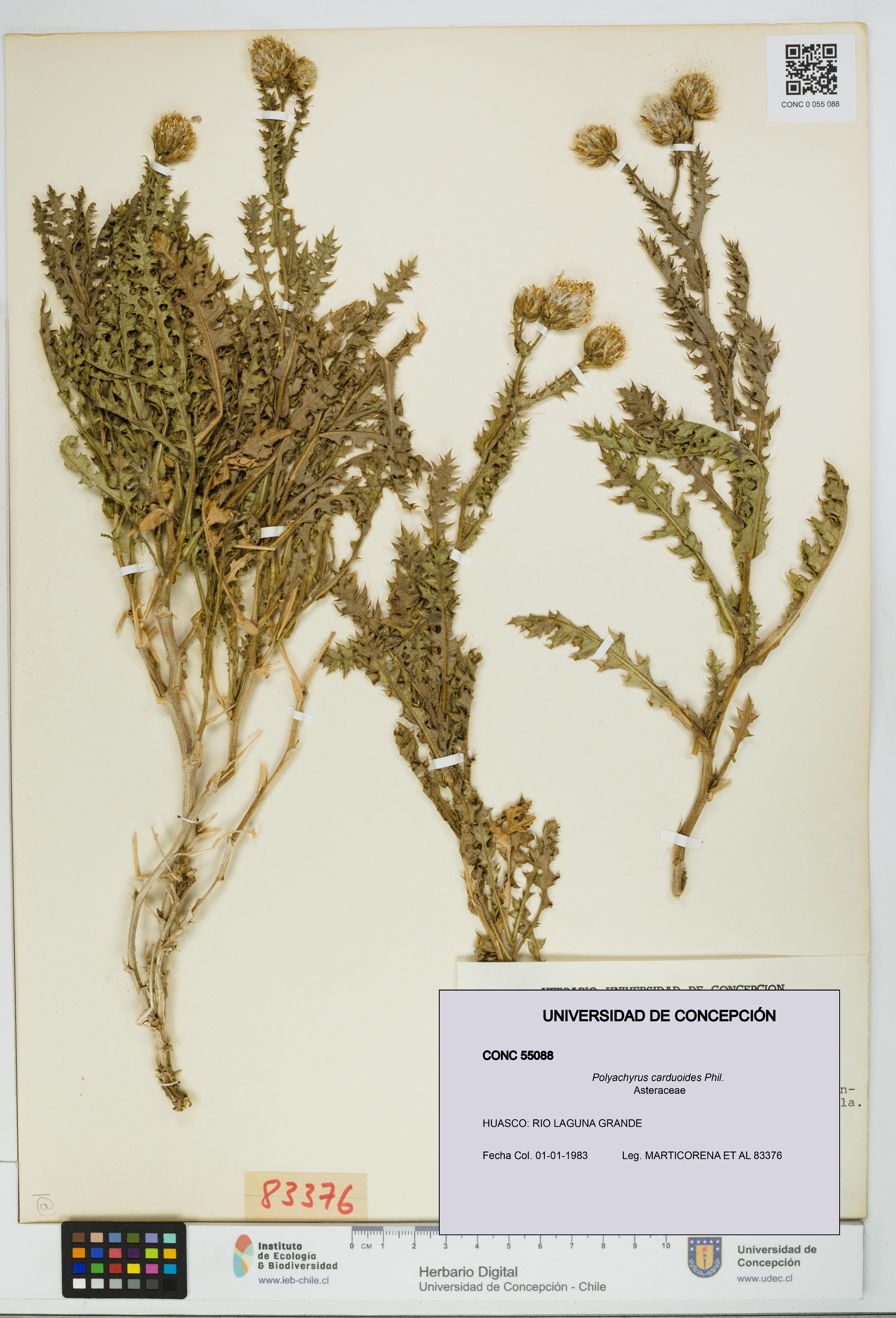 Polyachyrus carduoides [Espécimen: UDEC:CONC:0055088]