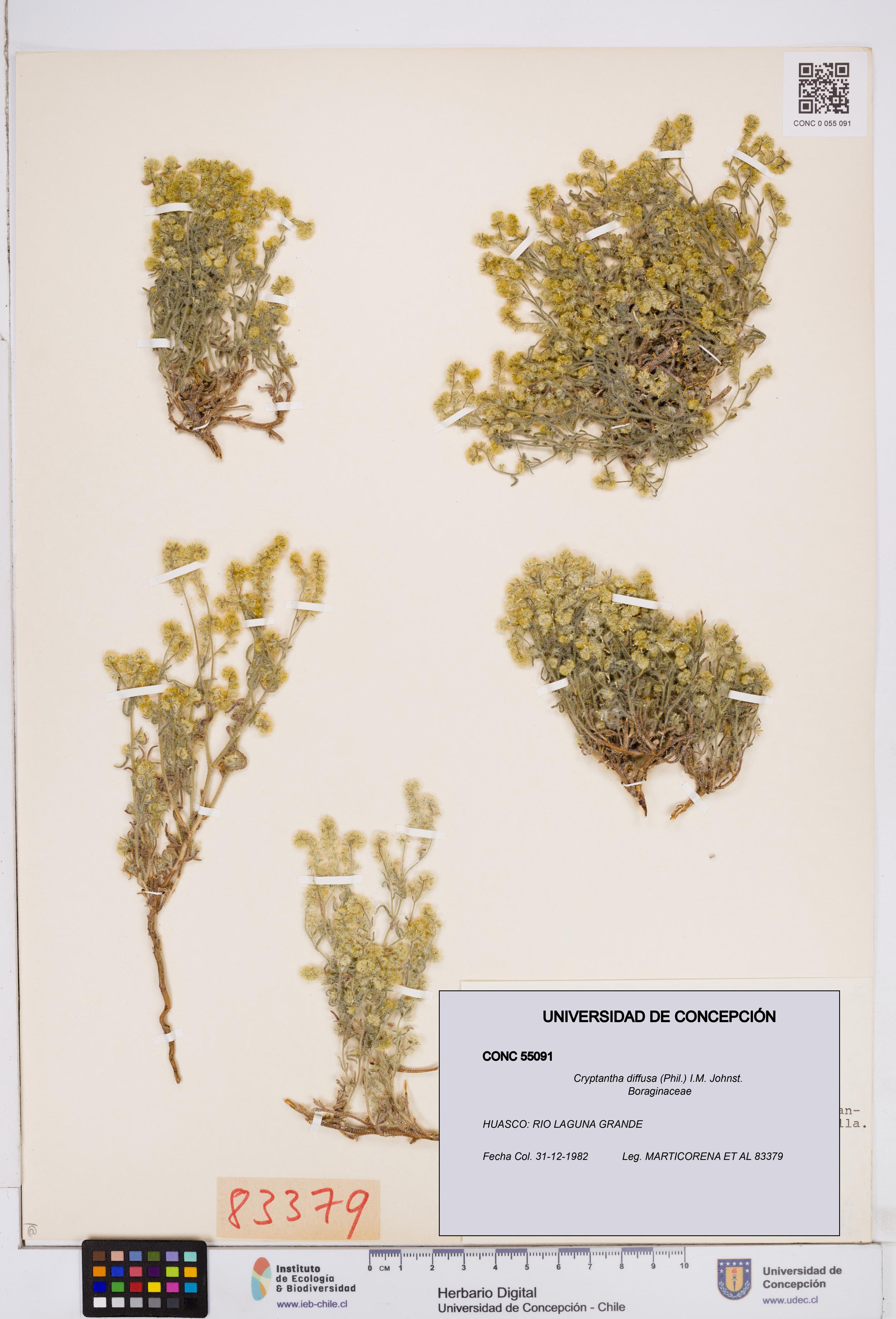 Cryptantha diffusa [Espécimen: ]