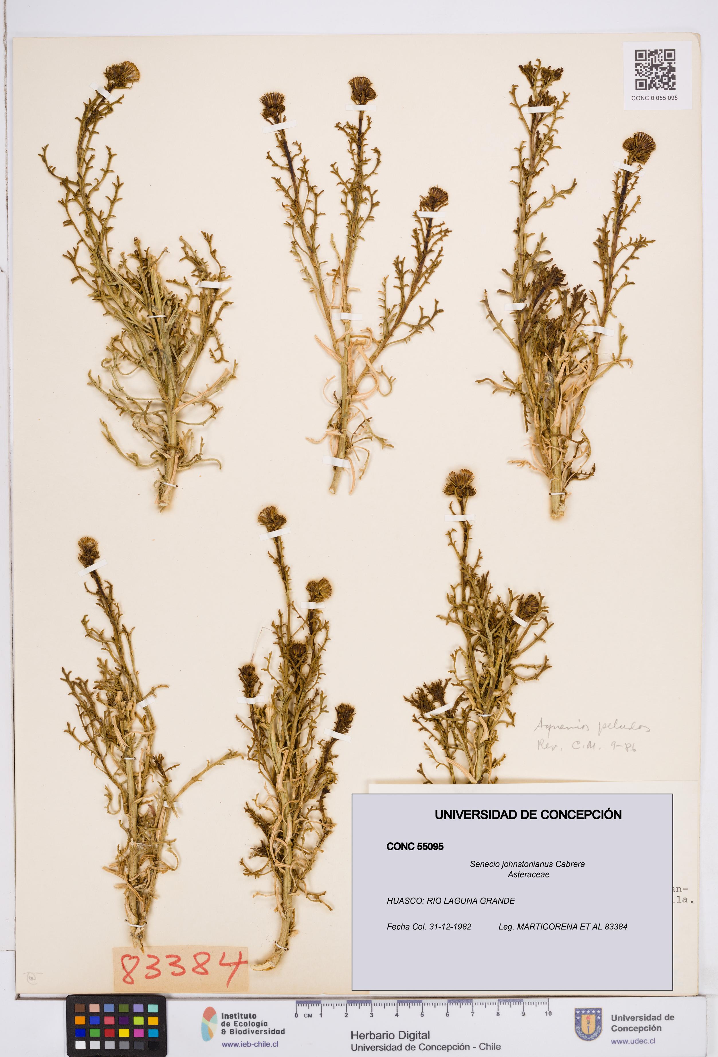 Senecio johnstonianus [Espécimen: ]