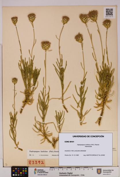 Haplopappus linifolius [Espécimen: UDEC:CONC:0055101]