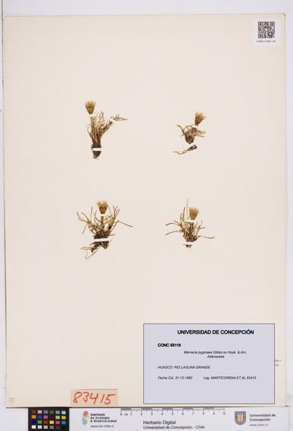 Werneria pygmaea [Espécimen: ]
