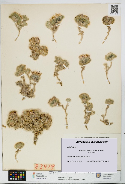 Chaetanthera lanata [Espécimen: UDEC:CONC:0055121]
